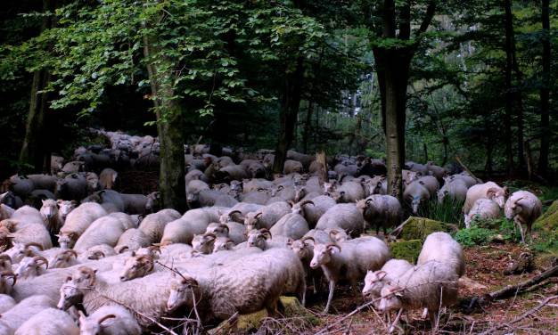 Was ist nur los mit Euch?