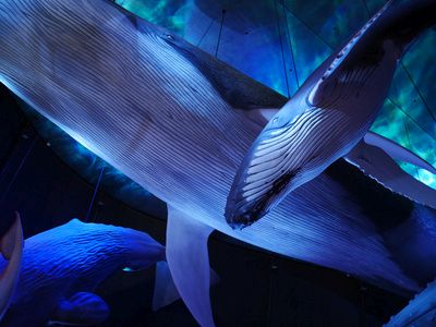 [US-]Bundesbehörden erzwingen Ignoranz bzgl. der Tötung von Walen durch Offshore-Windkraftanlagen