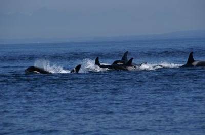 NOAA erlaubt Windenergie-Betreibern, Wale zu bedrängen und zu töten