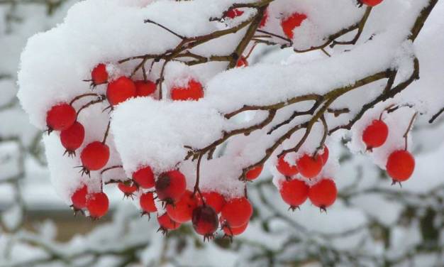 Winter-Nachlese: Die Besonderheiten der Winterwitterung 2022/23 – Teil 1: Die Winterwitterung 2022/23 in Deutschland