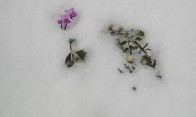 Kältereport Nr. 9 / 2023