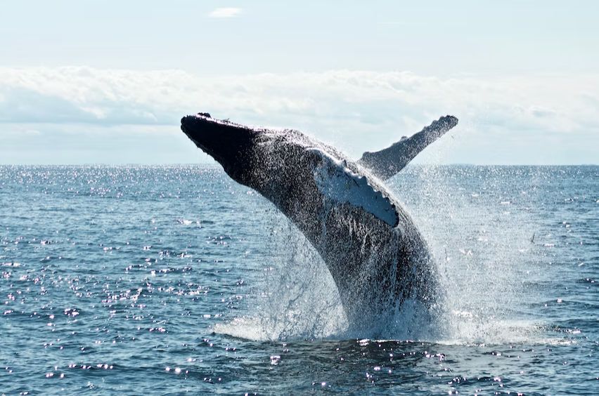 Die Verwirrung um den Tod von Walen ist groß – und einiges davon absichtlich