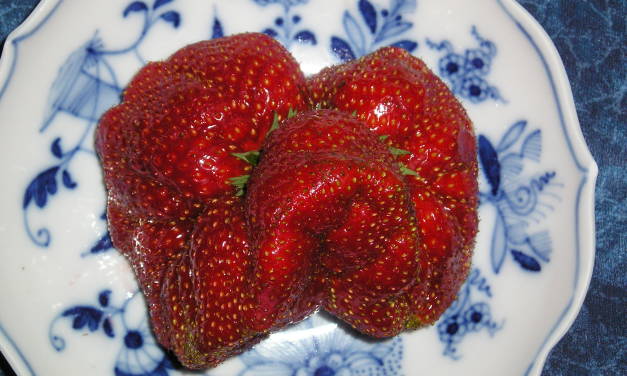 Globale Erwärmung verlängert die Wachstumsperioden von Pflanzen