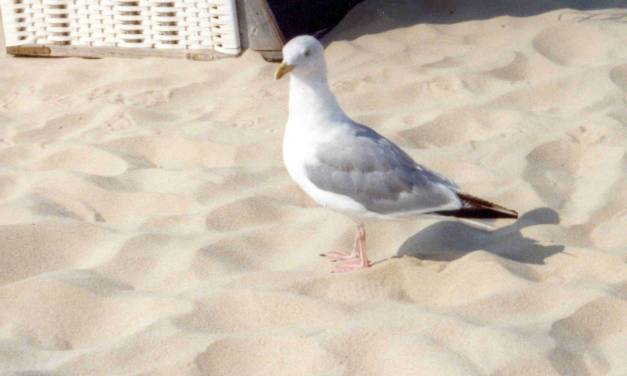 Geschichte und Humanbiologie sprechen für Wärme, nicht für Kälte