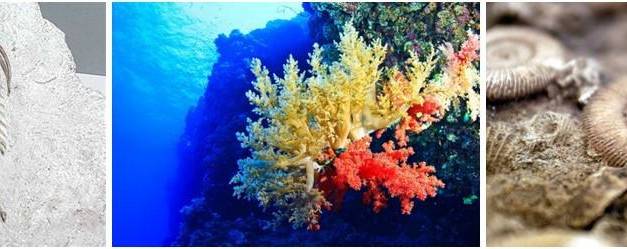 CO₂ ist essentiell für das Leben im Meer