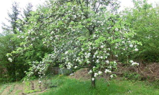 Die Eisheiligen kennen den CO₂-Treibhauseffekt nicht!