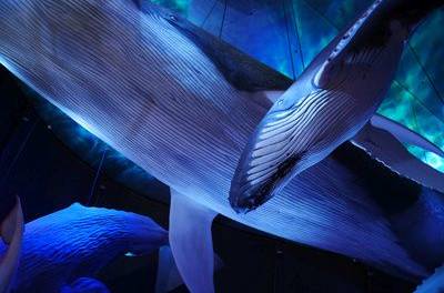 US-Bundesbehörden spielen ein Hütchenspiel mit den Auswirkungen von Windkraft auf Wale