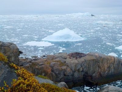 Polareis trotzt dem Klimakrisen-Narrativ