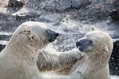 Neue Belege: Eisbären haben 1.600 Jahre lang in warmen, eisfreien Sommern gut überlebt