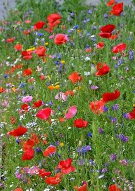 Endlich scheinen die Europäer hinsichtlich von E-Autos aufzuwachen