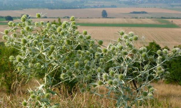 Steht ein großes Dürrejahr bevor?