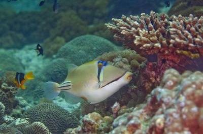 Great Barrier Reef: Eine Historie von aktivistischer Hysterie und echtem Fortschritt
