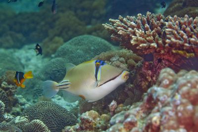 Great Barrier Reef: Eine Historie von aktivistischer Hysterie und echtem Fortschritt
