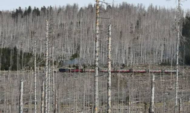 Noch nie sind so viele Bäume abgestorben