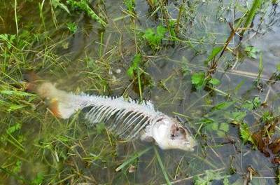 Erinnern Sie sich noch daran, als man Ihnen sagte, der Klimawandel würde zu einem „Massen-Aussterben” führen? Vergessen Sie es!