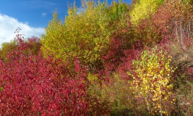Sehr warmer, aber nicht rekordwarmer Oktober 2023 in Deutschland mit vielen Schönheitsfehlern