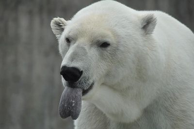Eisbärenforscher verheimlichen deutlichen Anstieg des Bestands in der südlichen Hudson Bay