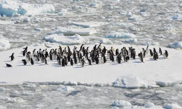 Wundersame Erholung des Meereises um die Antarktis
