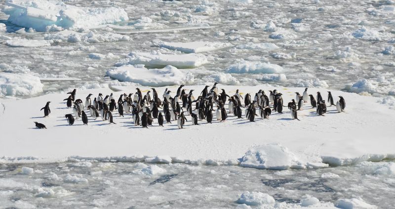 Wundersame Erholung des Meereises um die Antarktis
