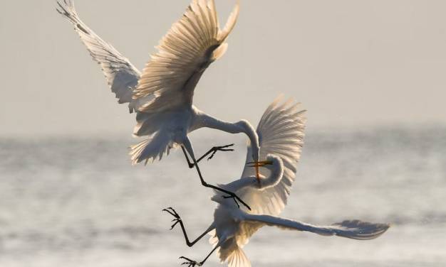 Es ist wichtig, im Bereich Klimawissenschaft für die Wahrheit kämpfen!