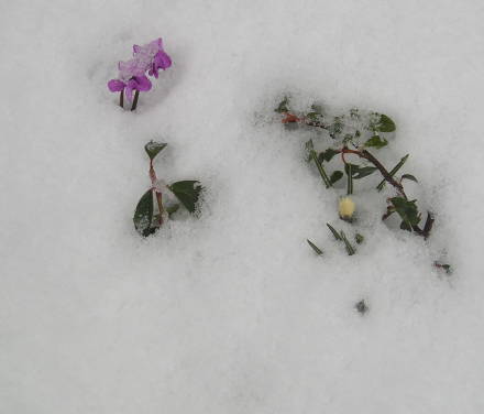 Kältereport Nr. 37 / 2023