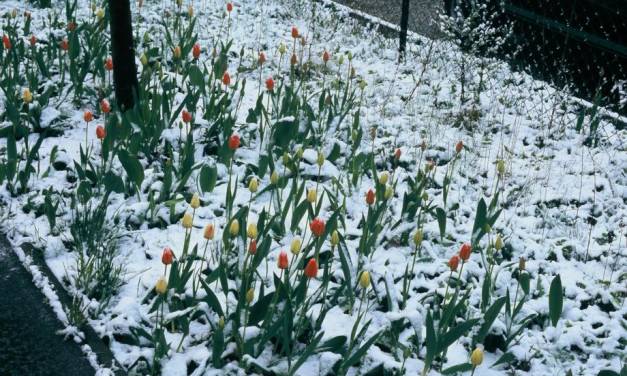 Rekord-Kälte in weiten Teilen Nordamerikas – „Erneuerbare“ nutzlos