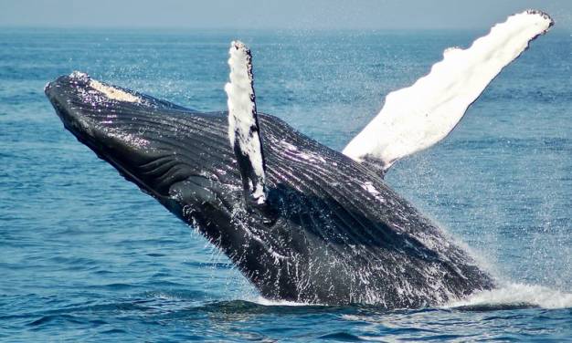 Associated Press liegt falsch: Windparkbetreiber räumen ein, dass Turbinen Delfine und Wale töten