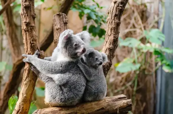 Lizenzierte Kammerjäger: Regierung gibt grünes Licht für Massentötung von Koalas durch Windindustrie