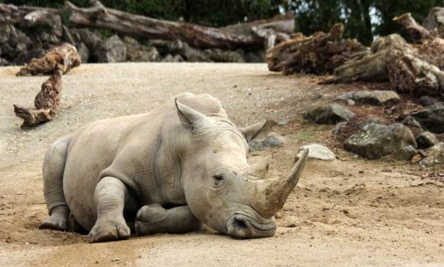Reiten auf der sechsten Welle [des Aussterbens]