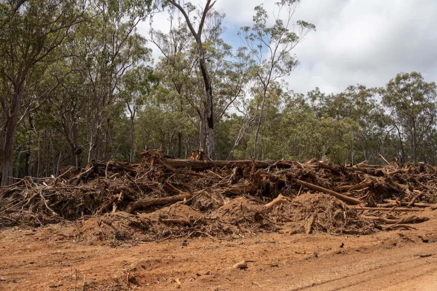 Lizenzierte Kammerjäger: Regierung gibt grünes Licht für Massentötung von Koalas durch Windindustrie