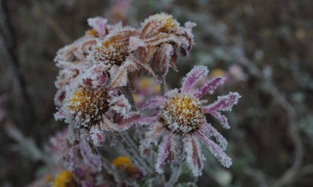 Die nächste große Klima-Angsterzeugung: die Klimawandel-Toten zählen