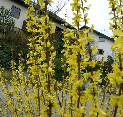 Kein verfrühter Frühlingsbeginn: Der Frühling beginnt, wenn die Forsythie blüht.