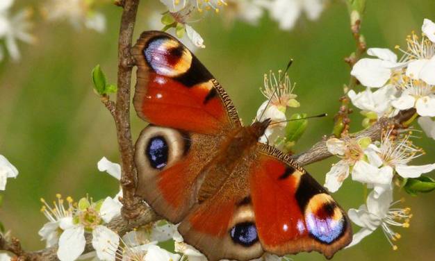 Bisher sehr zeitiger Frühling 2024 in Deutschland – gut oder schlecht für die Natur?