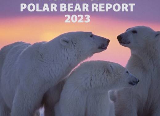 Froher Eisbären-Tag!