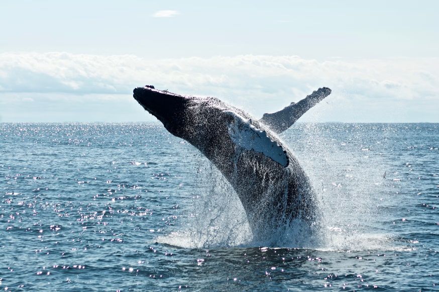 Windpark-Unternehmen räumen ein, dass Turbinen Delfine und Wale töten