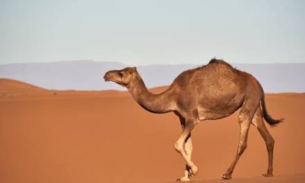 Die gute Story von den Kamelen, von der die Klimaangst-Erzeuger nicht reden
