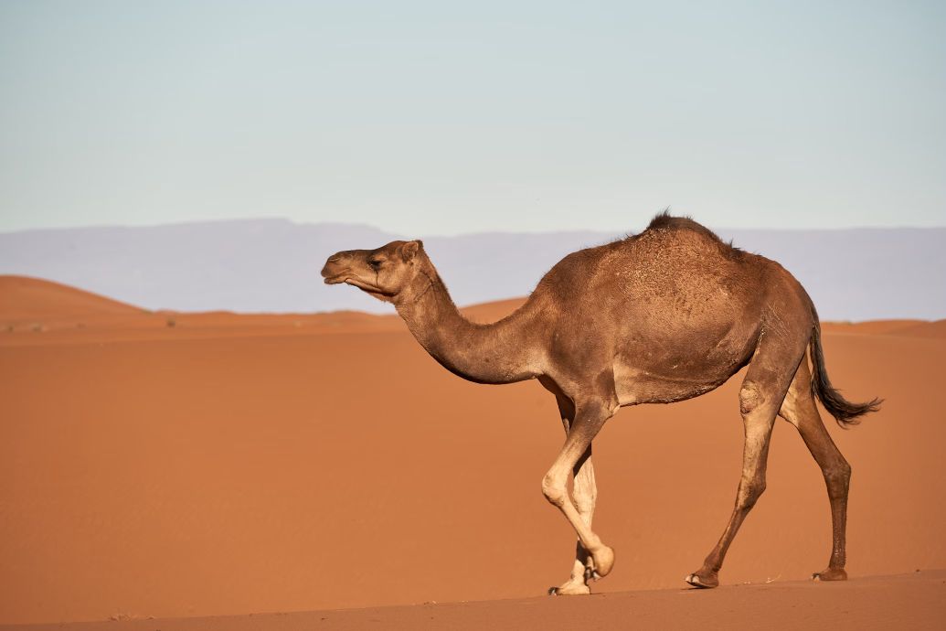 Die gute Story von den Kamelen, von der die Klimaangst-Erzeuger nicht reden