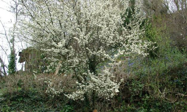 Die Temperaturreihen des Deutschen Wetterdienstes beim Monat März zeigen: Es gibt keinen wirksamen CO₂-Treibhauseffekt.