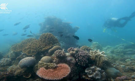 Nach einer Billion Tonnen CO₂ erreicht das Great Barrier Reef im dritten Jahr in Folge einen Rekord bzgl. Korallenbewuchs