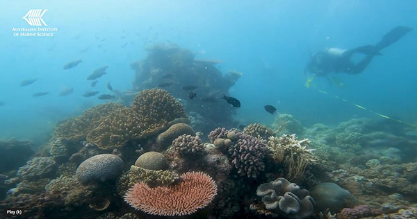 Nach einer Billion Tonnen CO₂ erreicht das Great Barrier Reef im dritten Jahr in Folge einen Rekord bzgl. Korallenbewuchs