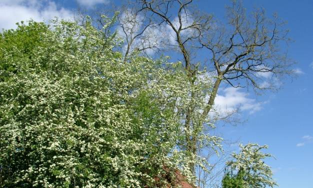 Die Mai-Temperaturreihe des Deutschen Wetterdienstes: Keine CO₂-Erwärmungswirkung erkennbar. Teil 1