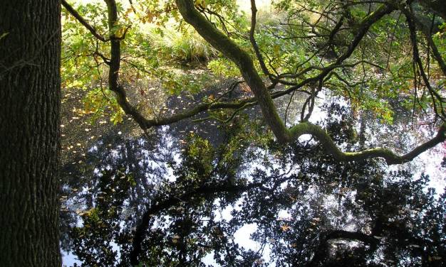 Persönliche Kohlenstoff-Zertifikate: Ein weiteres Mittel der Kontrolle