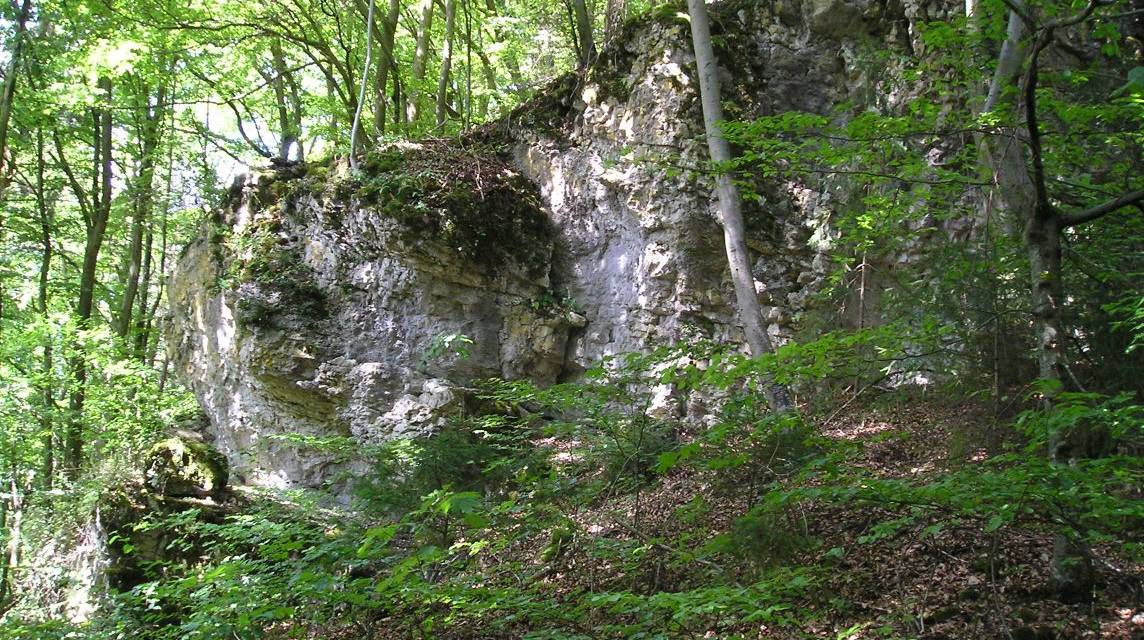 Forscher pumpten zusätzliches CO₂ in einen Wald – und die Biodiversität blühte auf