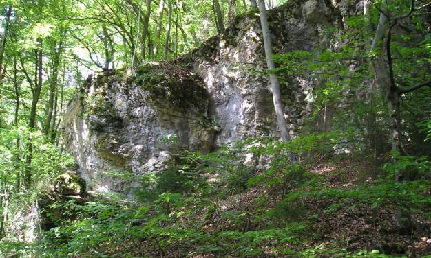 Forscher pumpten zusätzliches CO₂ in einen Wald – und die Biodiversität blühte auf