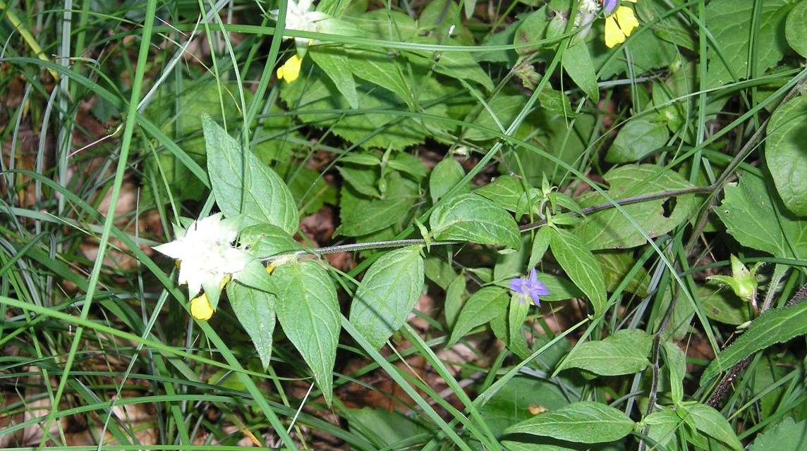 Erfolge im Naturschutz trotzen dem Klima-Pessimismus