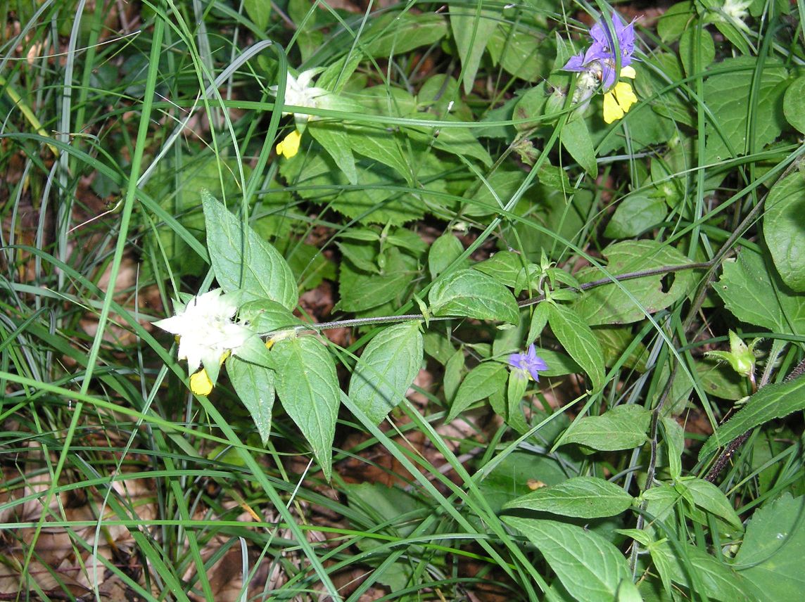 Erfolge im Naturschutz trotzen dem Klima-Pessimismus Erfolge im Naturschutz trotzen dem Klima-Pessimismus