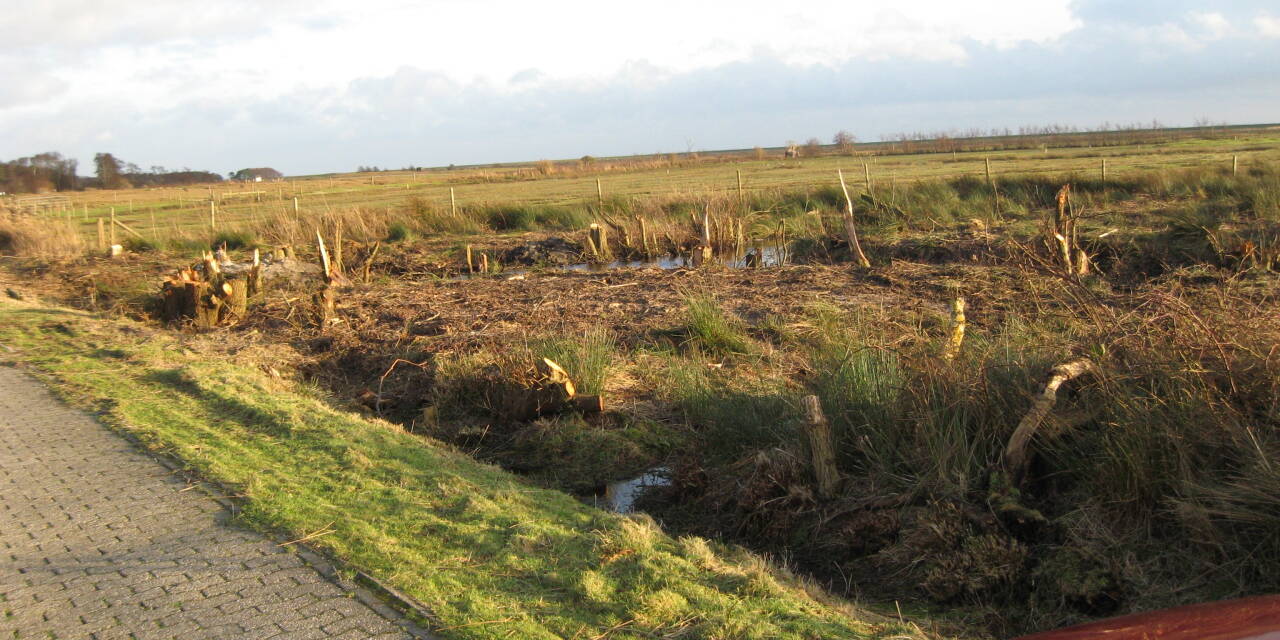 Windkraft gegen Feuchtbiotop: „Klimaschutz“ auf Norderney