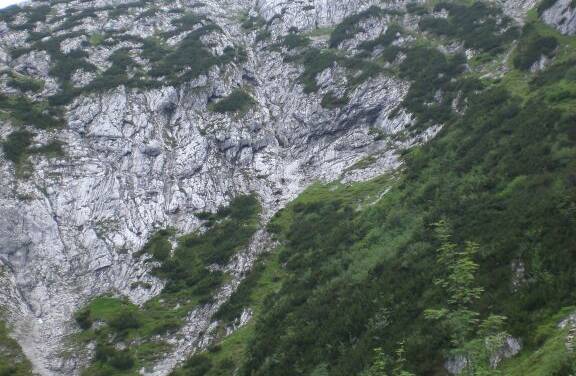 Neue Studie: Global hat es sich in 30% der heutigen Wälder nicht erwärmt … 50% der Baumgrenze haben sich nicht in größere Höhen bewegt