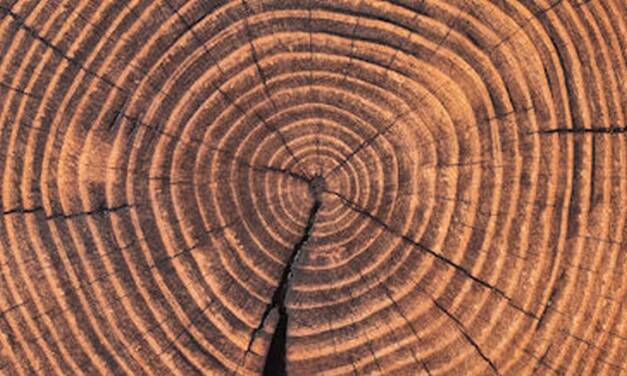 Eine Warnung von Baumringen