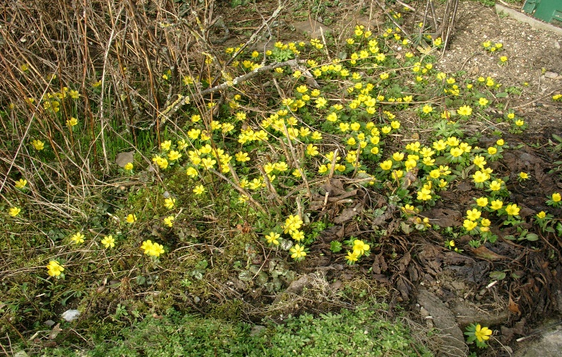 Der Monat Februar in Deutschland – Teil 1: Keine CO₂-Treibhauswirkung erkennbar